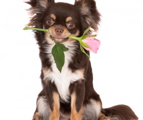 Pink puppy with pink rose on white background