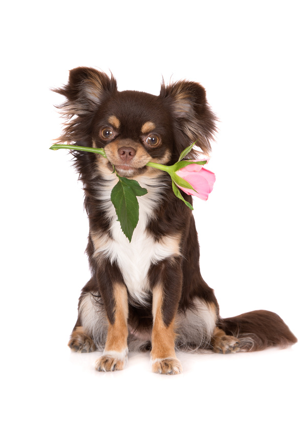 Pink puppy with pink rose on white background