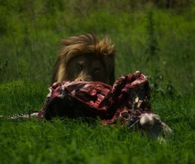 Public lion in the green grass to enjoy food