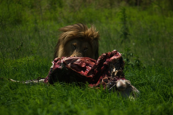 Public lion in the green grass to enjoy food