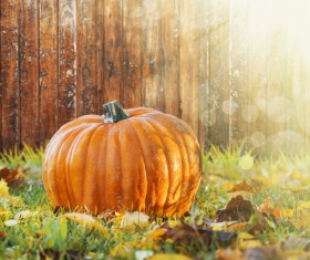 Pumpkin and Wooden Wall Background Stock Photo