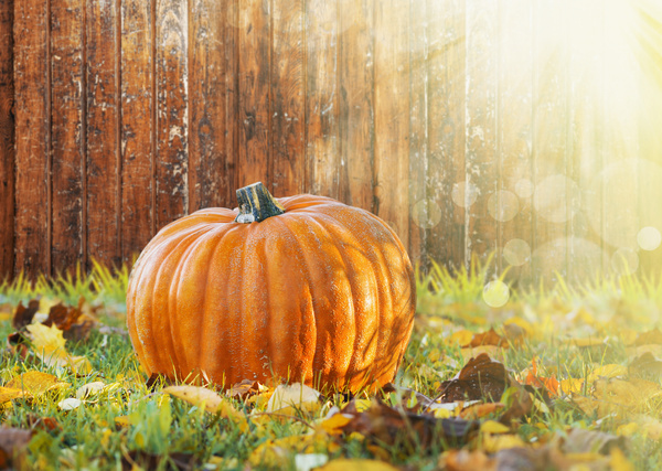 Pumpkin and Wooden Wall Background Stock Photo