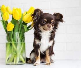 Puppy with yellow roses in vase Stock Photo