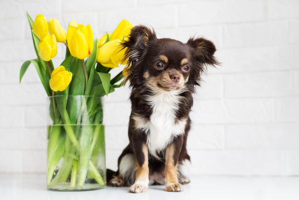 Puppy with yellow roses in vase Stock Photo
