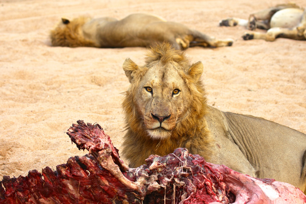 Resting lion with lion guarding food