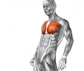 Schematic diagram of human breast muscle