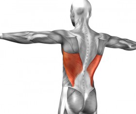 Schematic diagram of human latissimus dorsi