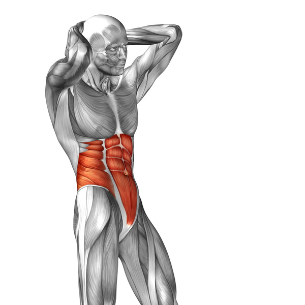 External Oblique Free Vectors Muscles External Oblique