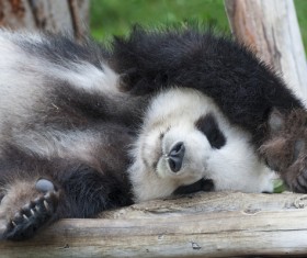 Sipping the giant panda Stock Photo