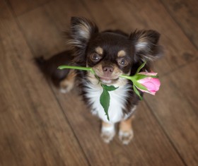 Sitting on the floor dangling pink roses puppy Stock Photo