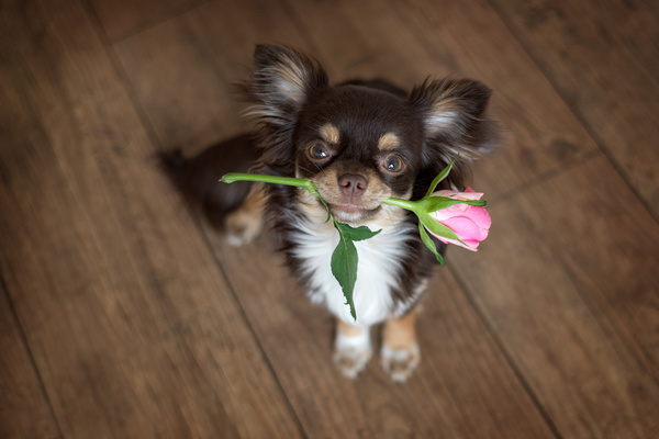 Sitting on the floor dangling pink roses puppy Stock Photo