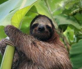 Sloth under banana leaves HD picture