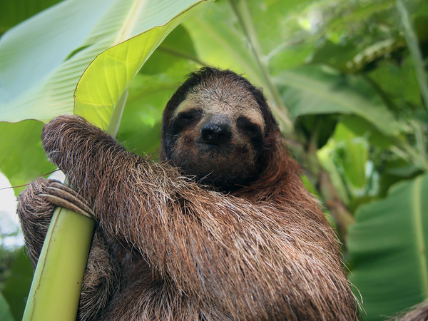 Sloth under banana leaves HD picture