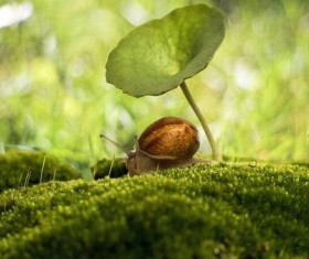 Snail and plant leaves forest background