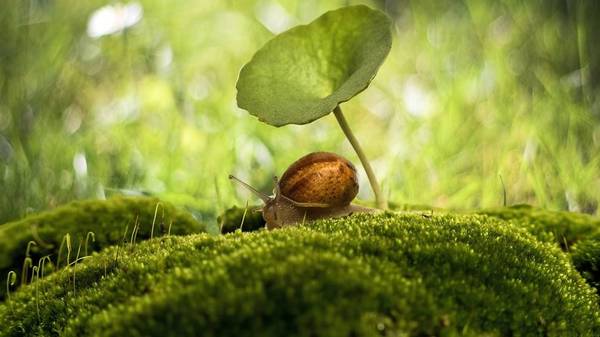 Snail and plant leaves forest background