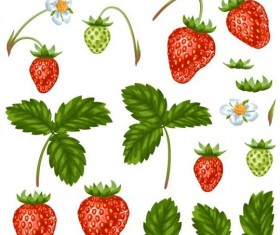 Strawberries with white flower and leaves vector