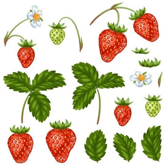 Strawberries with white flower and leaves vector