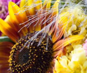 Sunflower with flowers background