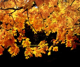 Sunlight on the leaves of autumn Stock Photo