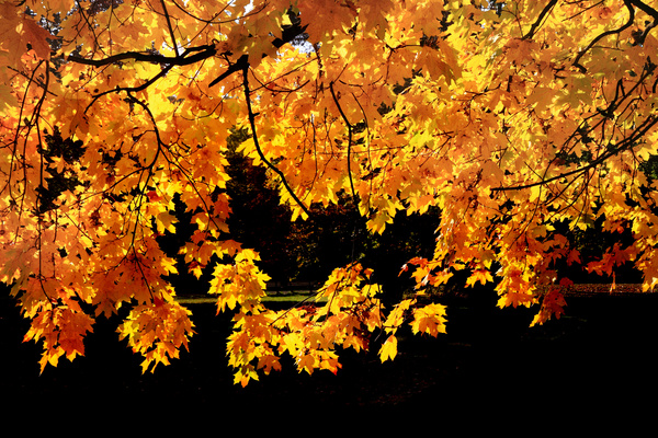 Sunlight on the leaves of autumn Stock Photo