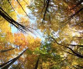 Sunny autumn trees and leaves HD picture