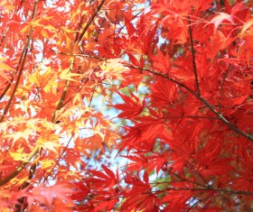 The autumn maple leaves Stock Photo