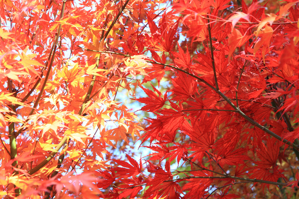 The autumn maple leaves Stock Photo