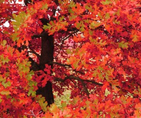 The autumn maple leaves are red HD picture