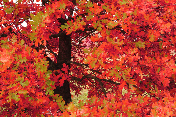 The autumn maple leaves are red HD picture