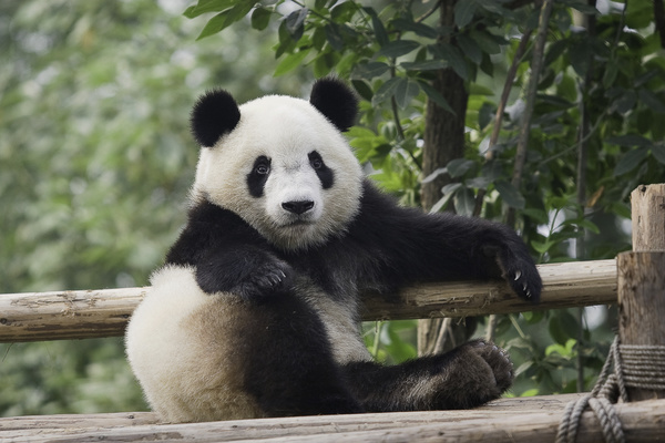 The cute panda is resting Stock Photo