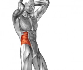 The external oblique side view