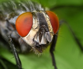 The flies on the green leaves