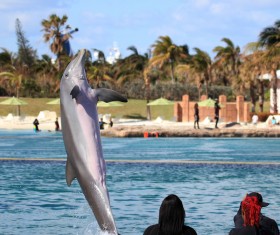 The people watching the show also dolphins out of the water