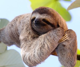 The sloth to sleep on the branches HD picture 01