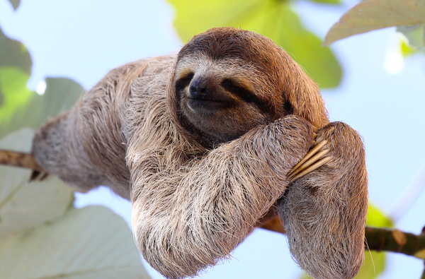 The sloth to sleep on the branches HD picture 01