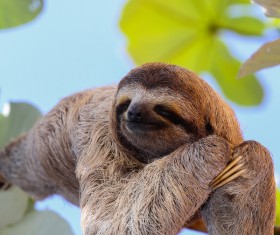 The sloth to sleep on the branches HD picture 02