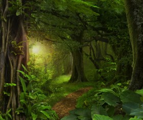 Through the forest of sunlight