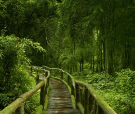 Trail with bamboo forest on green background