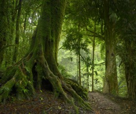 Trails through trees