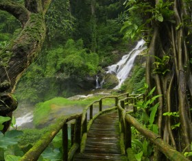 Tree with wooden bridge with waterfall background