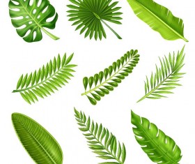 Tropical plant leaves vector set 01