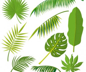 Tropical plant leaves vector set 02
