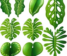 Tropical plant leaves vector set 03