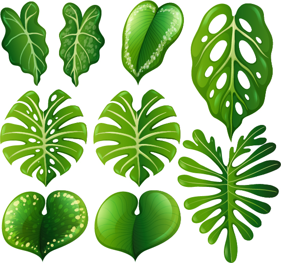 Tropical plant leaves vector set 03