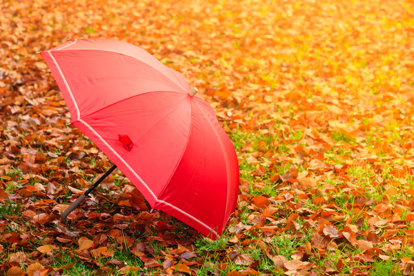 Umbrella covered with maple leaves on the grass Stock Photo