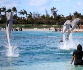 Watch the dolphin show people Stock Photo