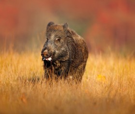 Wild boar walking in autumn grass Stock Photo