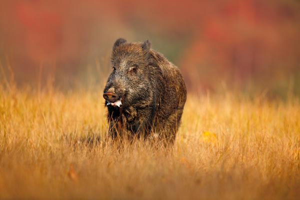 Wild boar walking in autumn grass Stock Photo