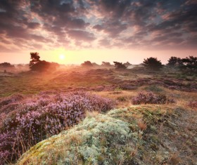 Wildflowers clouds and sunset background Stock Photo