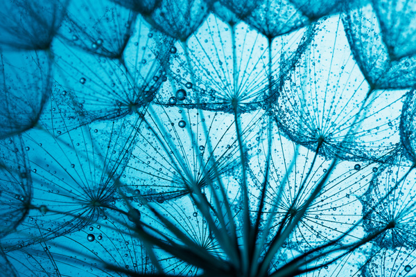 With dew dandelion with the blue background